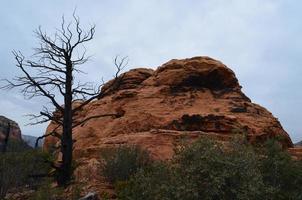 albero morto davanti a una roccia rossa a forma di campana foto