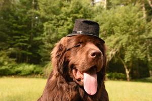 cane terranova marrone dalla faccia buffa con una grande lingua e cappello foto