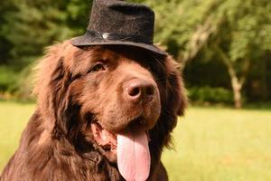 cane di terranova dalla faccia dolce con un cappello nero foto