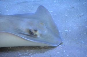 ray seduto sul fondo sabbioso dell'oceano foto