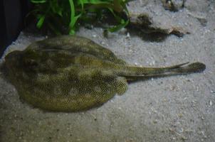 razza maculata insolita seduta sul fondo sabbioso dell'oceano foto