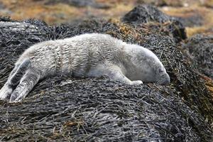 foca del porto del bambino trasandato addormentato nella baia del casco foto