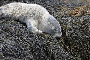 splendida foca grigia sfocata sulle alghe nel Maine foto