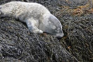 prezioso cucciolo di foca addormentato sulle alghe nel Maine foto
