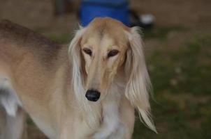 bellissimo cane saluki biondo foto