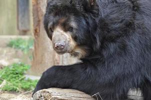orso nero dalla faccia dolce foto