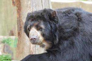 bel viso di un orso nero foto