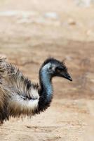 profilo di un emù con una s curva nel collo foto