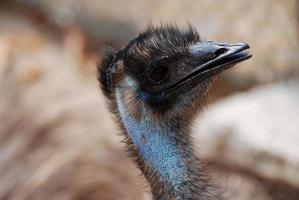 faccia di un emù blu con piume nere foto