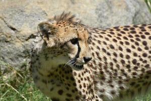 incredibile ghepardo con i capelli sul collo sollevati foto