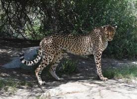 ghepardo in piedi su una roccia piatta con la testa bassa foto