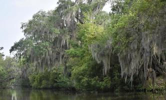 paesaggio del fiume bayou nella Louisiana meridionale foto