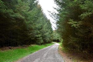 tortuosa strada sterrata attraverso una foresta boschiva foto