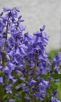 Bellissime campanule comuni a fioritura selvaggia in un giardino inglese foto
