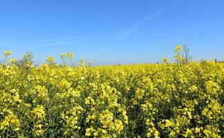 bellissimo campo pieno di semi di colza in fiore in fiore foto