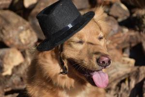 cane sciocco che indossa un cappello a cilindro in una giornata autunnale foto