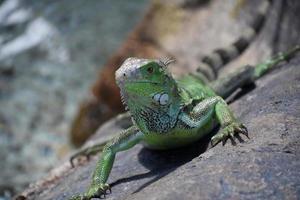 guardando in faccia una lucertola iguana verde foto