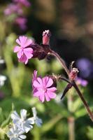 fiori di phlox piuttosto rosa in una giornata di primavera foto