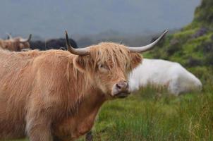 bel viso di una mucca dell'altopiano in un campo foto