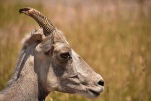 pecore bighorn giovanile da vicino e personale foto