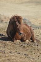 bella foto di un cavallo islandese marrone che si sdraia