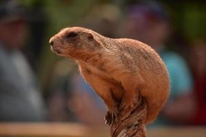 cane selvatico della prateria precariamente appollaiato su un tronco foto