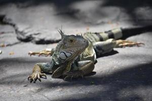 lucertola iguana con lunghi artigli su una roccia foto