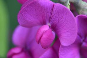 fantastico primo piano di un fiore di pisello dolce rosa caldo foto