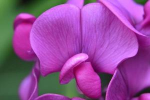 da vicino con uno splendido fiore di pisello dolce rosa caldo foto