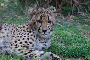 segni distintivi sulla faccia di un ghepardo foto