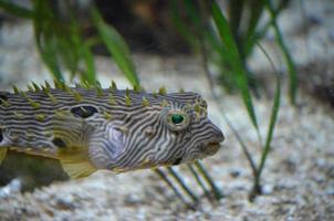 burrfish a strisce dagli occhi verdi che nuota sott'acqua foto