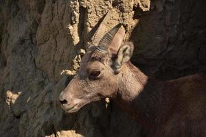 fantastica cattura del profilo laterale di una pecora bighorn foto