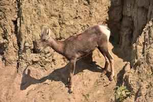 pecore bighorn giovani selvagge nei calanchi foto