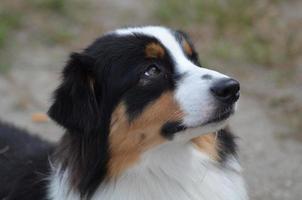 bellissimo profilo di cane da pastore australiano foto