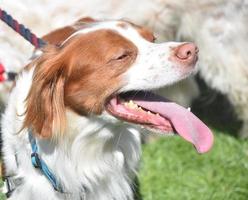 brittany spaniel cane che sembra caldo sotto il sole estivo foto