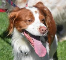 cane di razza brittany in una giornata estiva foto