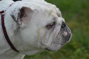 bulldog inglese da vicino foto