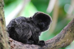 adorabile uistitì di goeldi su un albero foto