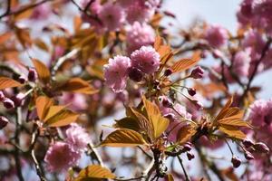 splendidi fiori di ciliegio rosa che fioriscono e sbocciano foto