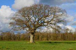 vecchio albero in primavera in Irlanda foto