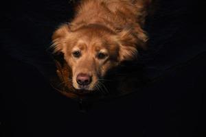 Duck Tolling Retriever cane che nuota in acque scure foto