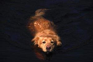 yarmouth toller retriever cane che nuota in acque poco profonde foto