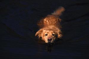 piccolo cane anatra rossa che nuota in acque scure foto