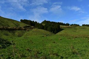 splendida erba verde con dolci colline nelle Azzorre foto