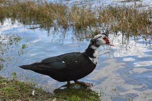 anatroccolo in bianco e nero in una palude poco profonda foto