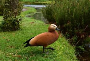 adorabile anatra marrone che cammina verso il lago foto