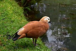 anatra marrone e nera pronta a fare il grande passo foto