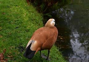 simpatico germano reale pronto a tuffarsi nel lago foto