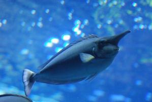 bellissimo pesce unicorno blu che nuota lungo foto
