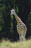 giraffa davvero adorabile, quasi completamente cresciuta foto